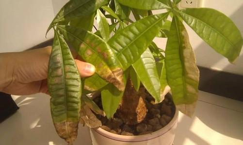 发财树常见病 发财树常见的4个死法，总结就是手贱、溺爱和病菌感染