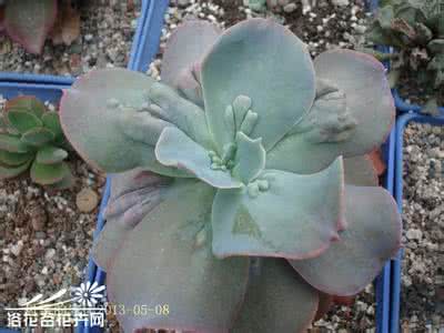 乙女心的养殖方法 乙女梦(Echeveria.gibbiflora v. carunculata)养殖方法