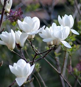 白玉兰花花开的季节 白玉兰花图片 白玉兰图片 白玉兰花什么时候开