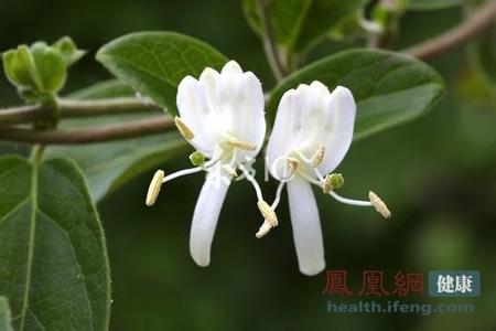 好看的花草图片 这些花草种在家中好看又治病