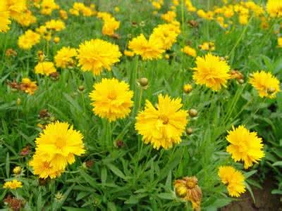 金鸡菊的种植方法 金鸡菊的种植方法 【金鸡菊】金鸡菊的相关介绍