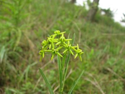 治疗皮肤过敏的中药 治疗皮肤过敏中药有哪些