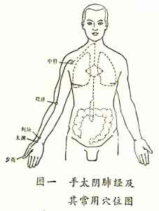 养肺润肺的食物 秋季经络穴位养生推拿养肺法 可增强肺气