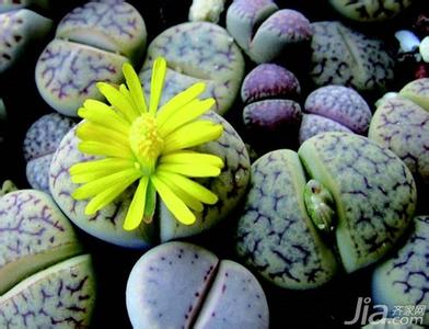 石生花的种植方法 石生花的种植方法 【石生花的种植】石生花的种植要点