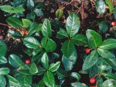 阿魏 【转】神奇的阿魏与肺结核