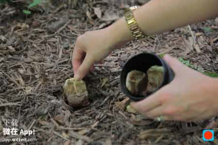 茶几地毯 如何用旧茶包养猫减肥洗地毯……新技能get√ | 微在