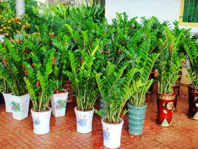 2017年家居风水布局 家居风水 植物有吉凶