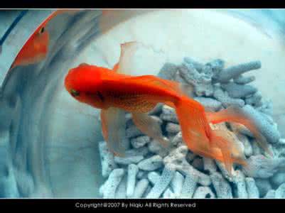 红宝石鱼寿命 鱼身上的一宝能换五年寿命