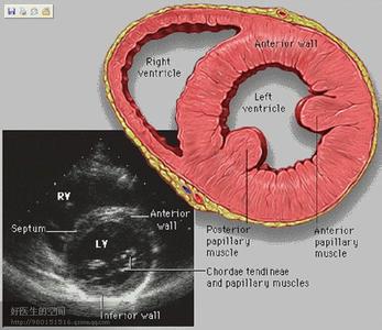 心脏超声 手把手教学|一文读懂心脏超声基本切面
