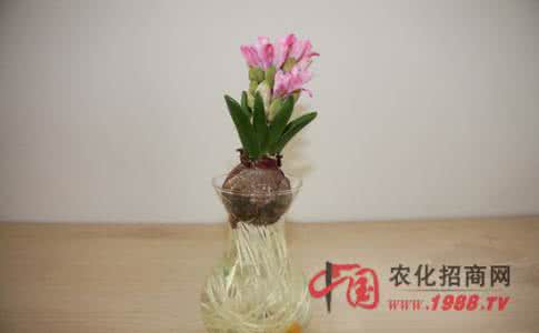 不要着急 英文 花蔫了不要着急丢，动动手就能让它活回来，方法非常简单！