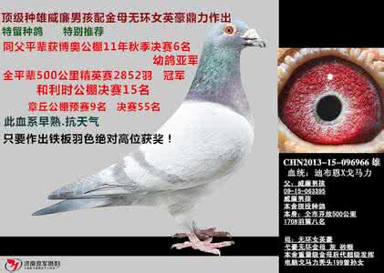 弋加鸟是什么字?