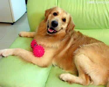 金毛犬什么时候换毛 金毛犬的毛发什么时候完全定型