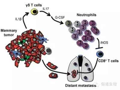 癌症产生的原因 癌症 产生的原因解析