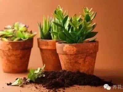 阿司匹林用来养花，植物容易繁殖、没有病虫的秘诀