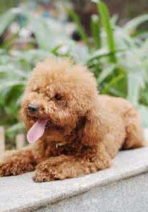 狗换毛的季节 宠物狗脱毛换毛的四大原因