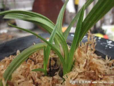 惠兰 惠兰 蕙兰