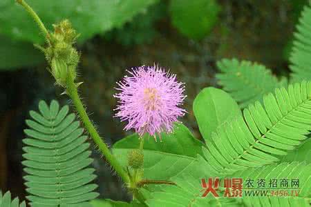 含羞草什么时候开花 含羞草会开花吗 含羞草会开花吗 含羞草花期是什么时候