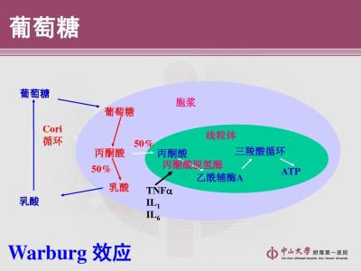壹口寿益生菌增殖因子 生长抑制因子5逆转Warburg效应抑制肿瘤增殖的研究