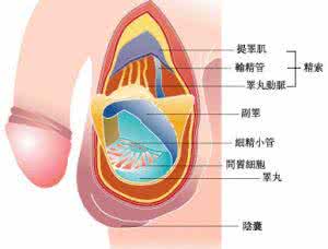 勃起功能障碍的诊断 勃起障碍诊断原因到底是什么