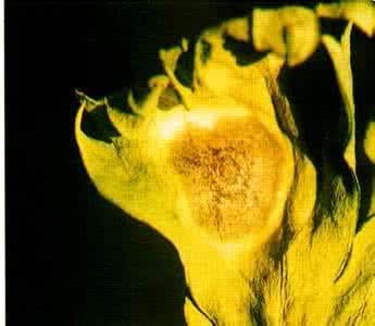 药用植物 药用植物防风斑枯病