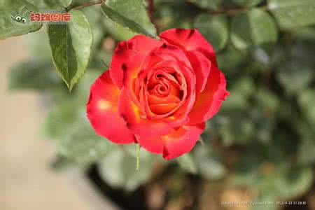 怎样养植月季花 月季花的花药培养 月季花怎么养植 月季花如何培养