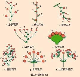 花与花序 花序轴