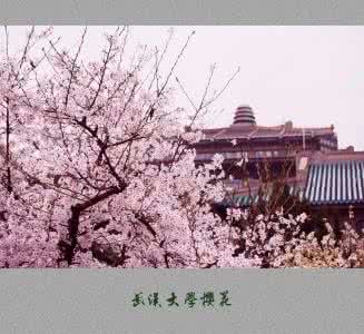 武汉大学樱花的来历 武汉大学为什么有很多樱花？武汉大学樱花来历详解