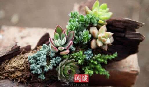 多肉植物养殖注意事项 夏天养殖多肉植物有哪些注意事项