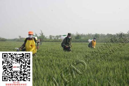 西瓜病虫害防治技术 浅谈小麦种植及病虫害防治技术