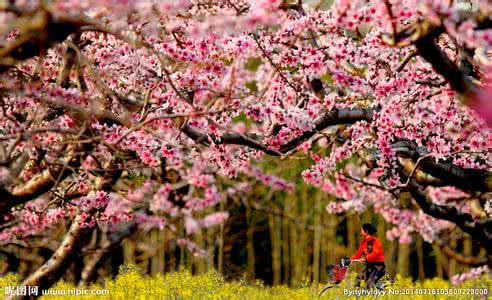 满园春色关不住 满园春色何处来