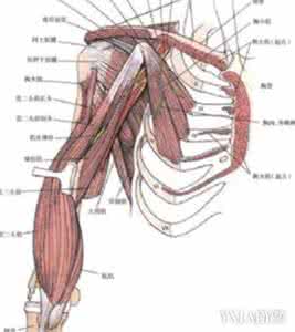 肱二头肌和肱三头肌 肱肌（肱二头肌/肱三头肌）锻炼方法大全