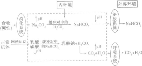 某同学以清水 缓冲液 缓冲液 某同学以清水、缓冲液(含Na2HPO4、KH2PO4的溶液，pH=7)和血浆分别为实验材料进行实验，