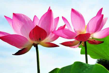 经典名言荟萃 【经典名言荟萃】1098  随缘的人是幸福和快乐的，安详自在从容平淡，自然达观随心随理