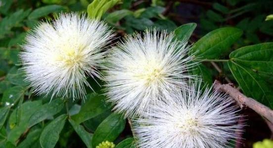 合欢花什么时候开花 合欢花花期 【合欢花什么时候开】合欢花的花期养护