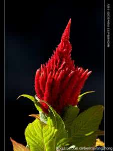 鸡冠花的传说 红色鸡冠花传说故事