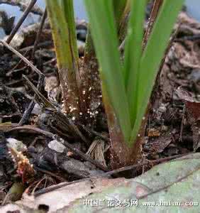 百合科药用植物 药用植物百合白绢病