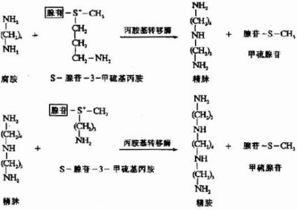 氨基酸是什么 氨基酸从哪里来 氨基酸是什么？是从哪里来的?