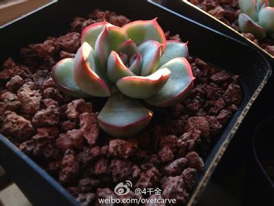 多肉植物小苗怎么上盆 多肉植物播种小苗(实生)养护经验 第二季(6