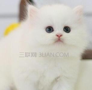 波斯猫的寿命 波斯猫的寿命多长