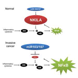 宋尔卫教授 宋尔卫教授揭示抑癌非编码RNA