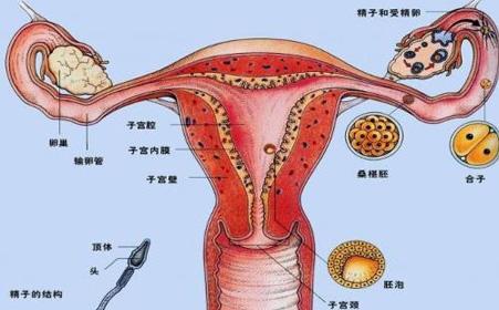 颈椎错位怎么自我治疗 子宫后位 子宫后位如何自我治疗