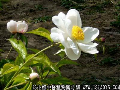 中草药白芍的功效 白芍药 白芍药(中草药名称:芍药)(科目:毛茛科)