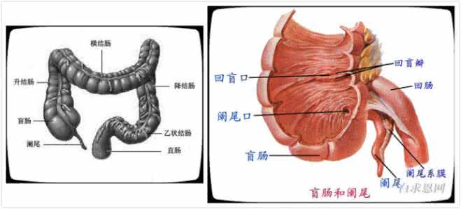人体两大免疫系统是 人体“九大”系统之六——免疫系统（扁桃体与阑尾）