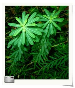 猫眼草怎么吃治疗癌症 猫眼草(华北大戟)--------癌症的救命草