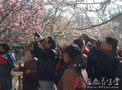 阿司匹林诱发哮喘 5岁女童赏樱花诱发哮喘急送医