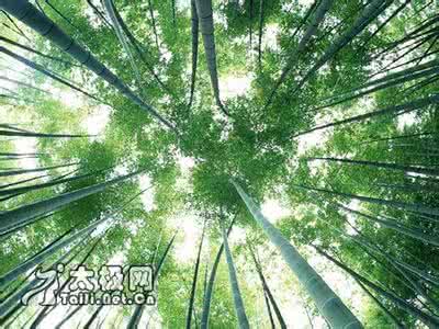 竹林七贤 竹林训练