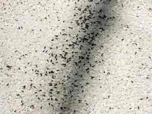大米防虫 大米生虫 大米生虫怎么办？大米如何防虫