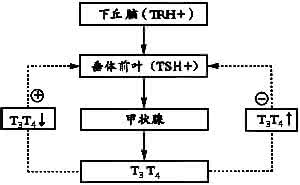 下丘脑的功能 怎样检查下丘脑的功能？