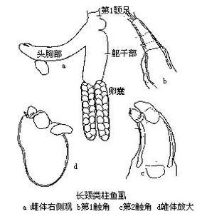 虱目 颚虱目