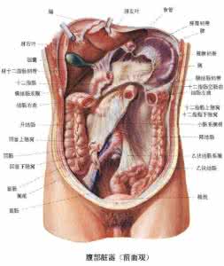 全球百张最漂亮脸蛋 【健康知识】一张图揭秘《脸蛋漂亮于内脏的关系》让你一清二楚！